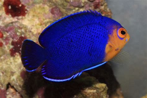 Dwarf Angelfish Care: Characteristics, Diet, Tankmates,...