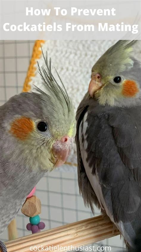 How To Prevent Cockatiels From Mating | Cockatiel, Pet birds, Cockatiel ...