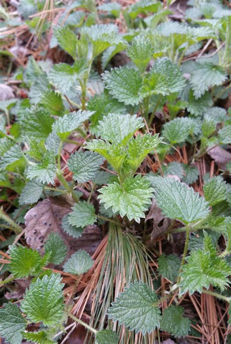 What We Are Eating Now: Nettles for Breakfast (and Lunch, and Dinner!) | GARDENOPOLIS Cleveland