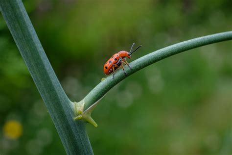 Spotted Asparagus Beetle - Island Nature