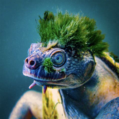 Do Turtles Have Hair - Best Hairstyles Ideas for Women and Men in 2023