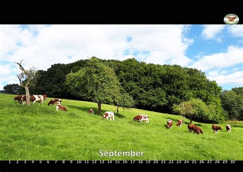 Official breed representation of Maine-Anjou cattle in Germany › Maine ...