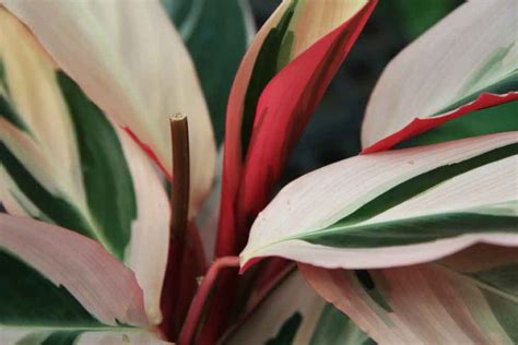 CALATHEA PLANT: POPULAR SPECIES AND CARE TIPS