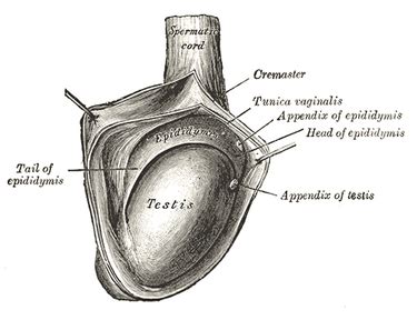 Appendix of the testis - Libre Pathology