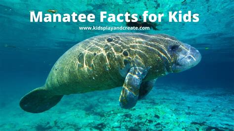 Awesome Manatee Facts for Kids - Kids Play and Create