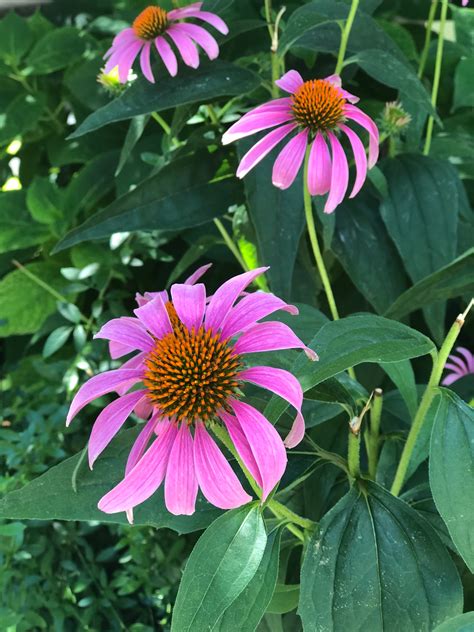 Free stock photo of purple flowers