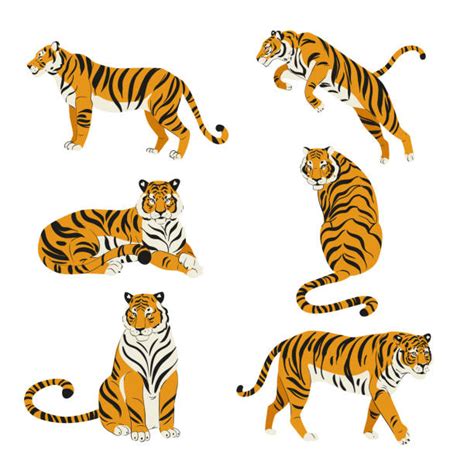 87,300+ Tiger Stock Illustrations, Royalty-Free Vector Graphics & Clip ...