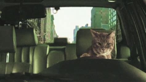 Cat Driving GIF - Find & Share on GIPHY