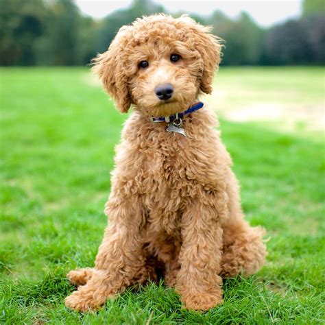 1000+ images about Miniature labradoodles on Pinterest | Miniature labradoodle, Australian ...