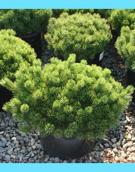 Pinus mugo var. pumilio - Moon Nurseries