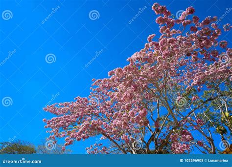 Maculis Tree Pink Flowers Tabebuia Rosea Stock Photo - Image of large, outdoor: 102596908