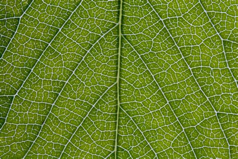 "Leaf Veins" by poise | Redbubble