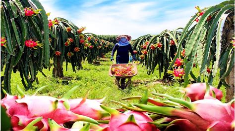 Dragon fruit farming business in Kenya » MKULIMATODAY.COM