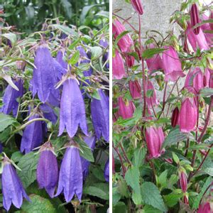 Campanula - Greenhouse Product News