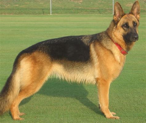 Real German Shepherd Dog | German Shepherd Facts