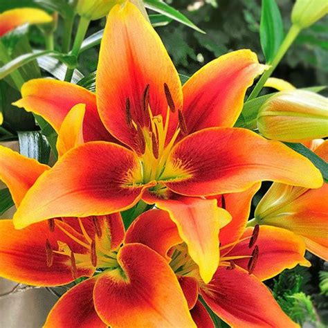 Rare Multi-Color Lily Flower Seeds 100pcs/pack – GreenSeedGarden