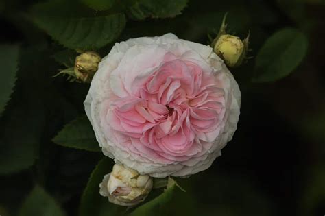 9 Rarest Roses from Around the World - Rarest.org