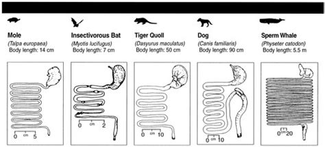 Digestive System Of Bat - sumostory