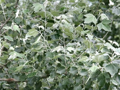 Populus alba (white poplar): Go Botany