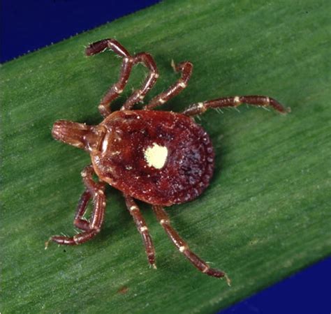 What You Need to Know About the Lone Star Tick | IGeneX | Tick Talk