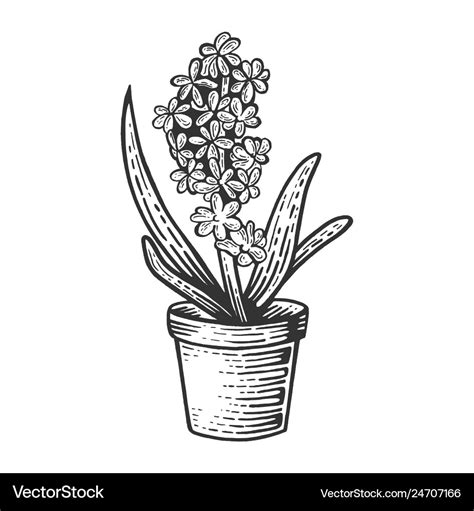 Hyacinth flower sketch engraving Royalty Free Vector Image