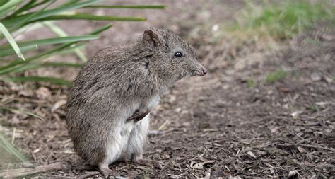 Long-Footed Potoroo - Profile | Facts | Traits | Diet | Distribution - Mammal Age