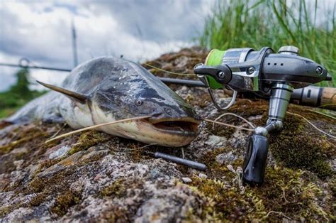 How To Catch Catfish | The Ultimate Guide & Tips For Fishing