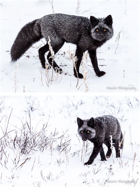 Black Foxes In 45 Pictures Showing The Beauty Is Hidden In Their Fur