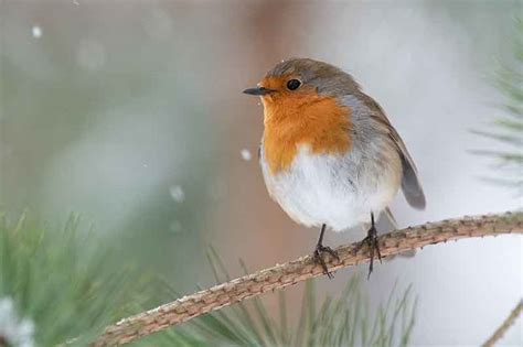 The Legend Of Robin Redbreast | Bird Spot