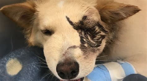 Owner of dog bitten by rattlesnake hoping for help