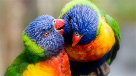 Colorful Birds Parrots Hd Wallpaper : Wallpapers13.com