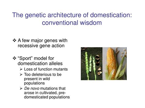 PPT - Timeline of plant domestication PowerPoint Presentation, free ...