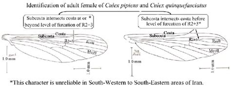 Identification of adult female in Culex pipiens and Culex... | Download ...