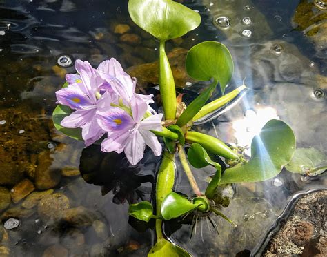 I just introduced this water hyacinth into the pond last week and it's already showing that it's ...