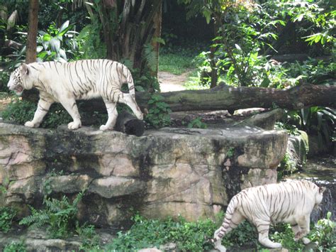 File:White tigers, Singapore Zoo 4.JPG - Wikimedia Commons