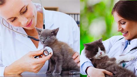 10 Common Kitten Care Health Problems You Should Know - Asadazmat - Medium