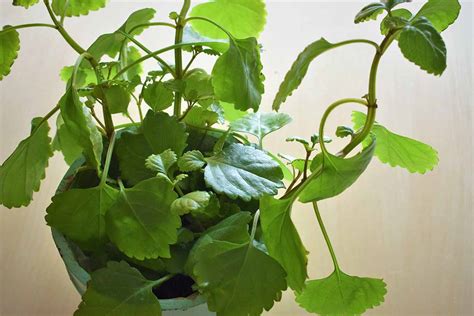 How to Grow and Care for a Swedish Ivy Houseplant