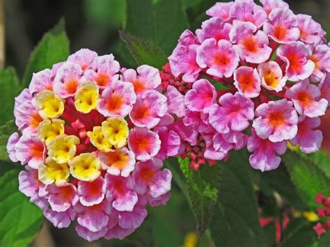 Multi-Colored Lantana Flowers: Reasons Behind Lantana Flower Color Change