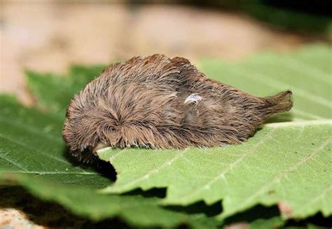 Watch out for potentially dangerous Asp caterpillars spotted around Houston - Houston Chronicle