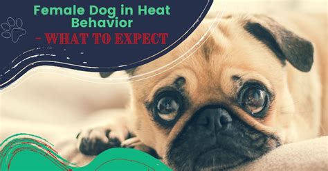 Female Dog in Heat Behavior- What to EXPECT - I Love Veterinary