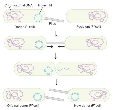 Bacterial Conjugation and its Process - The Science Notes