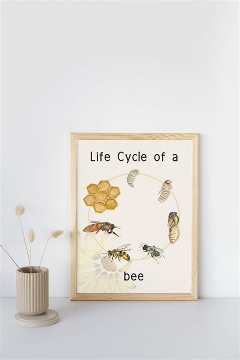 Life Cycle of a Bee Poster Digital Download Download and Print Today - Etsy Australia