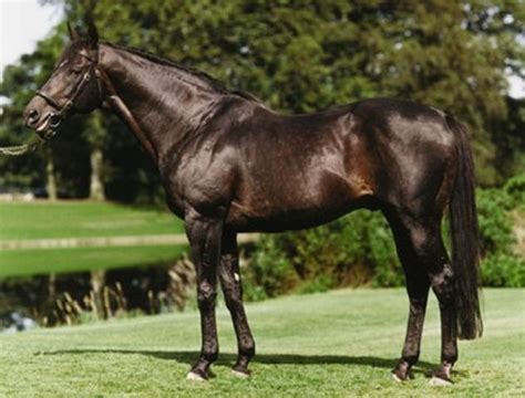 Darshaan. A grandson of Mill Reef, Darshaan became a prime conduit to his grand sire and ...