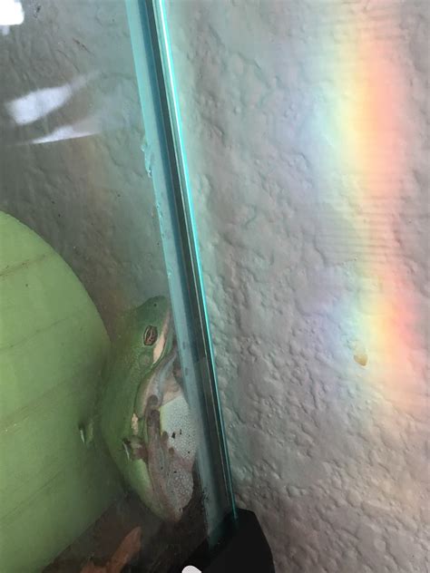 Fern gets to look at a pretty rainbow outside his house : r/frogs