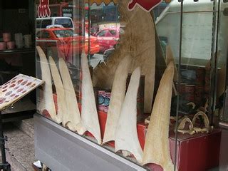 A shark fin restaurant in Bangkok Chinatown- so blatant! | Flickr