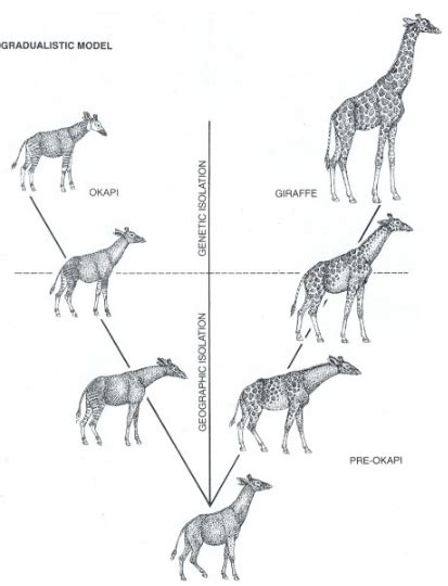 What is speciation and what are factors regarding genetic drift, etc Explain each and every ...