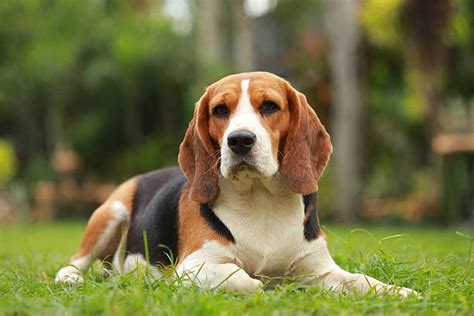 Royalty Free Purebred Female Beagle Dog Lying Down On Lawn Pictures, Images and Stock Photos ...