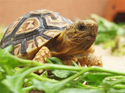 Leopard Tortoise Care - Reptiles Magazine