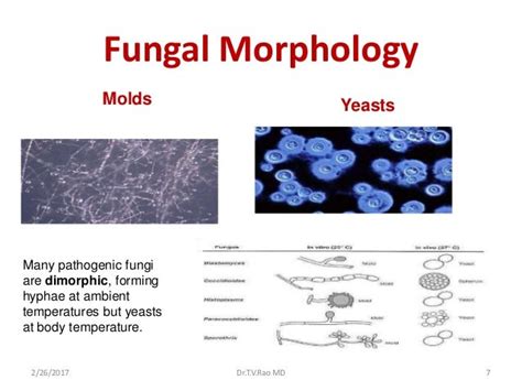 Morphology of fungi