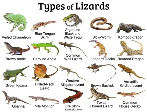 Lizards: Facts, and List of Types with Pictures - Reptile Fact